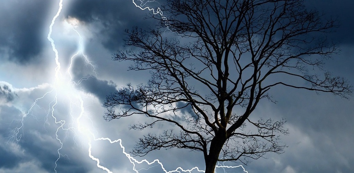 Razones para evitar los árboles en tormentas eléctricas