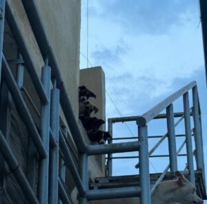 Rescatan a 8 perritos y encuentran bolsas con restos de otros animales al interior de una casa en Culiacán 