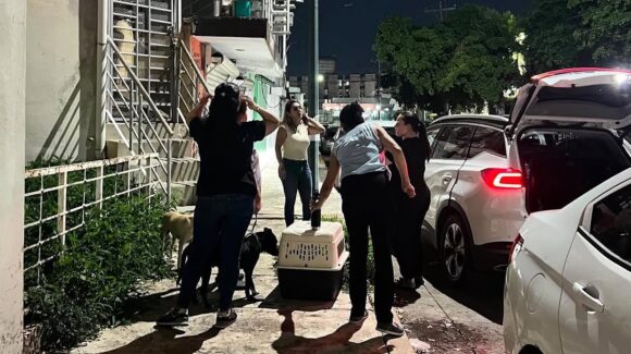 Rescatan a 8 perritos y encuentran bolsas con restos de otros animales al interior de una casa en Culiacán