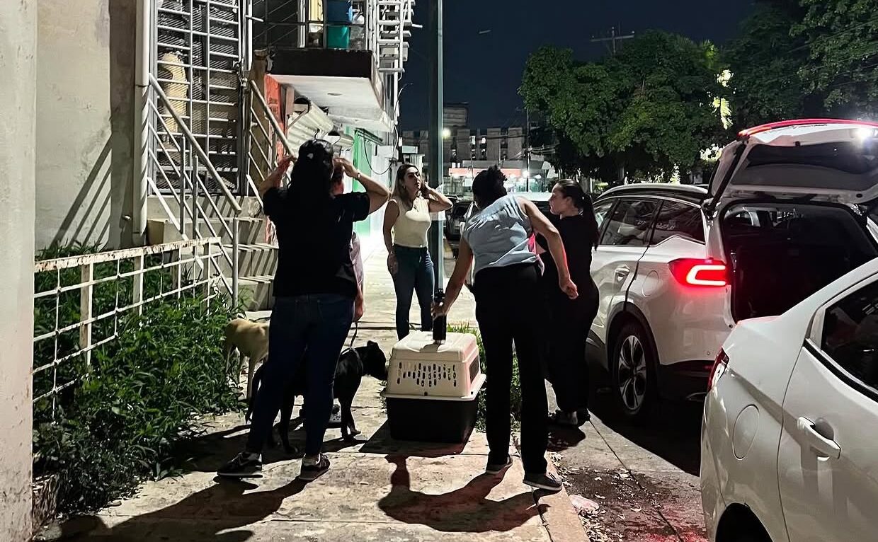Rescatan a 8 perritos y encuentran bolsas con restos de otros animales al interior de una casa en Culiacán
