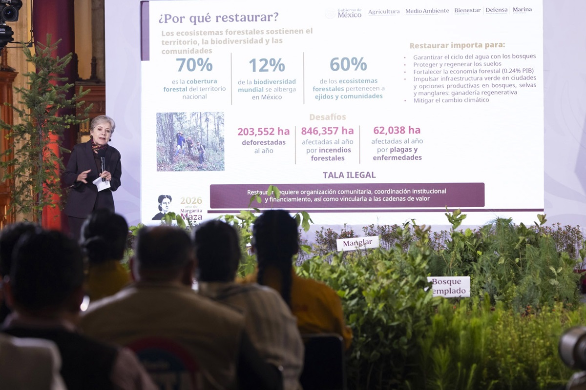 Sheinbaum anuncia programa de reforestación 1