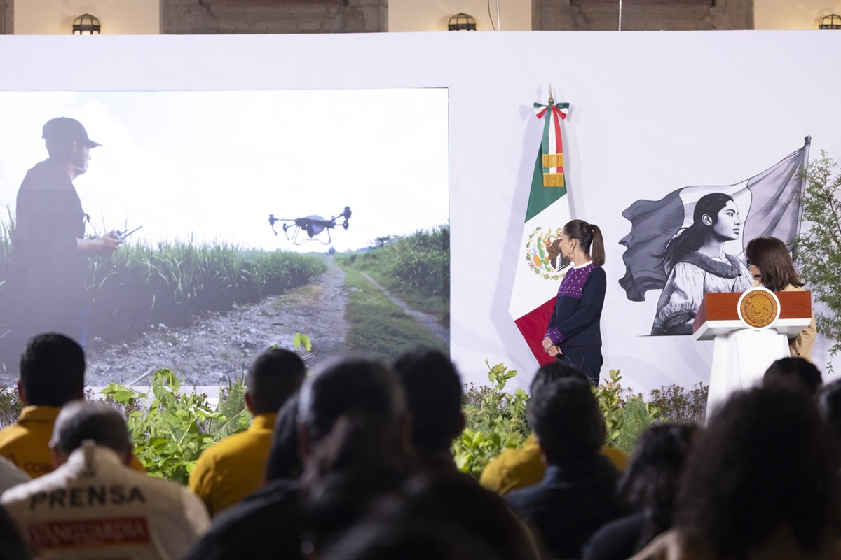 Sheinbaum anuncia programa de reforestación