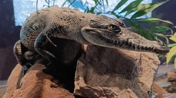 De rescatados a guardianes de la conservación; seis cocodrilos encuentran refugio en el Gran Acuario Mazatlán, Sinaloa