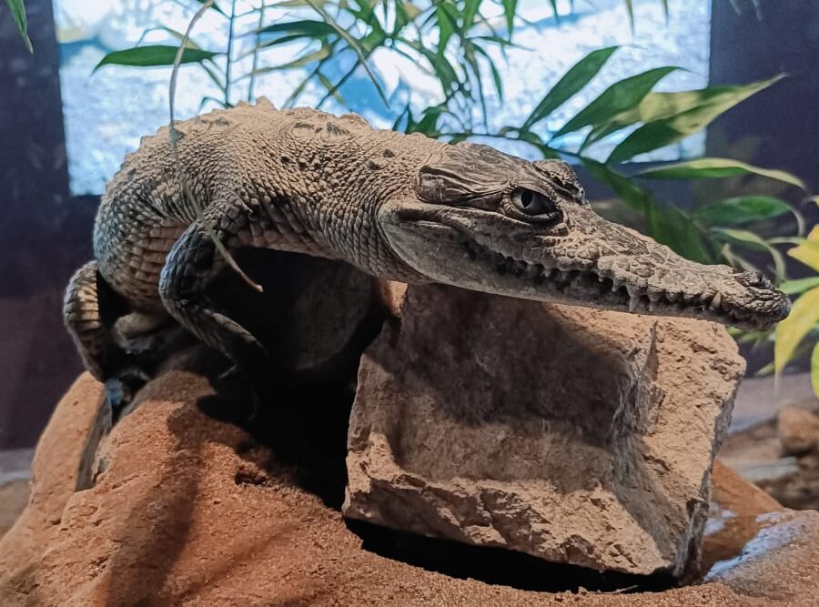 Seis cocodrilos encuentran refugio en el Gran Acuario Mazatlán, Sinaloa