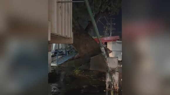Cae enorme árbol en el IMSS de Guasave, Sinaloa, tras intensa lluvia y fuertes vientos