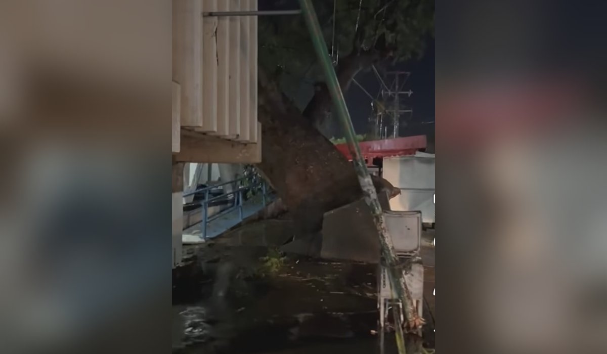 Árbol cae en el IMSS de Guasave, Sin.
