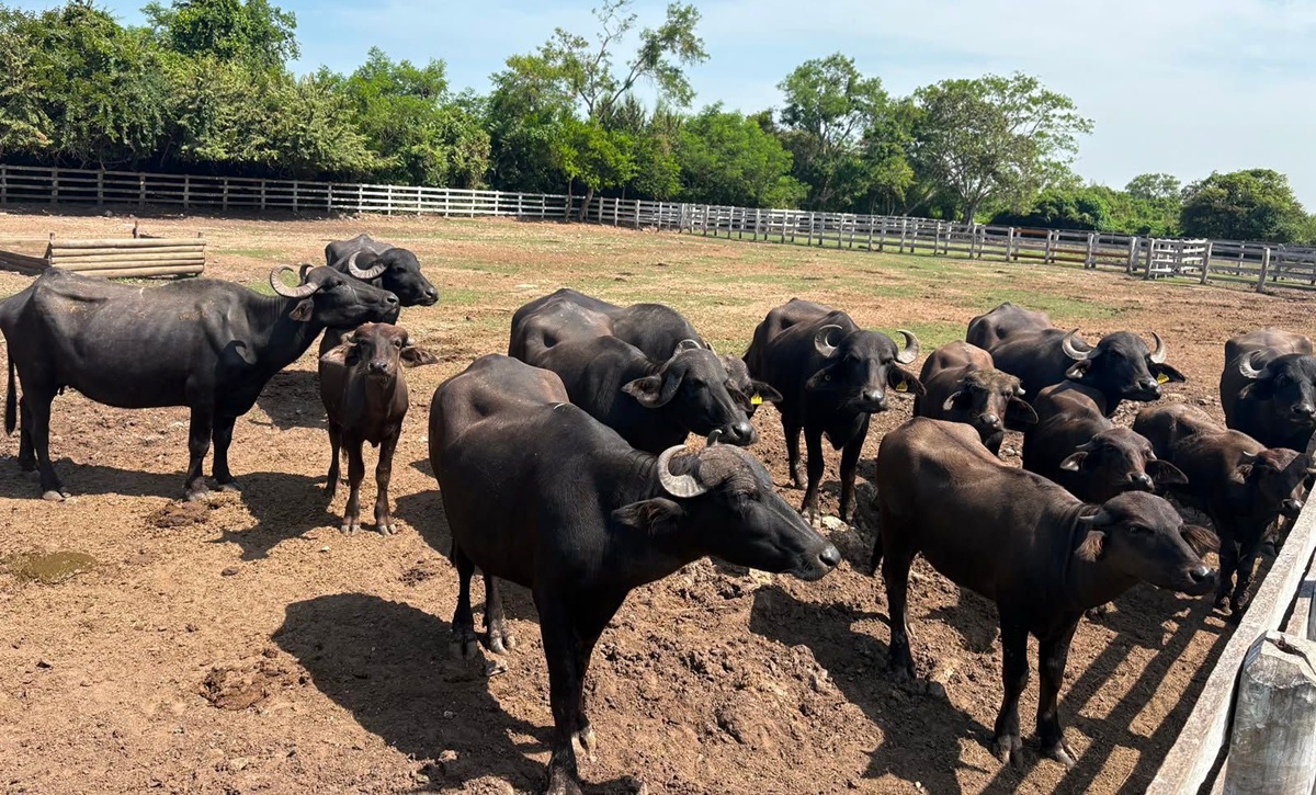 Animales asegurados en Tamaulipas