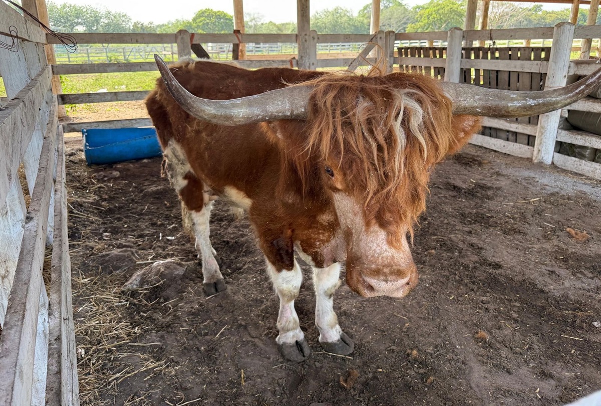 Animales asegurados en Tamaulipas