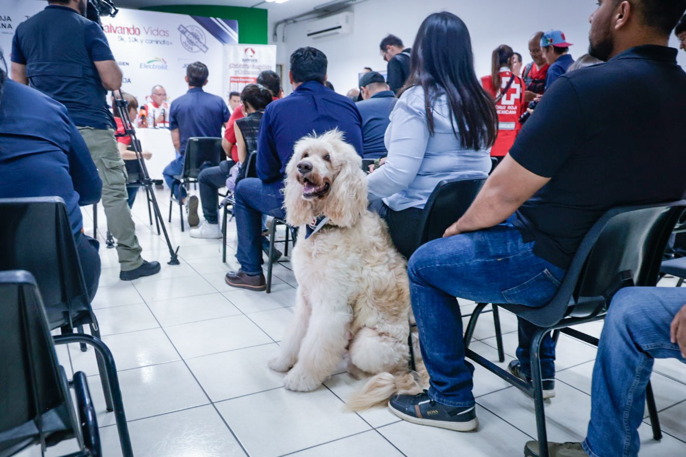Perros también podrán participar en la carrera de Cruz Roja Todo México Salvando Vidas