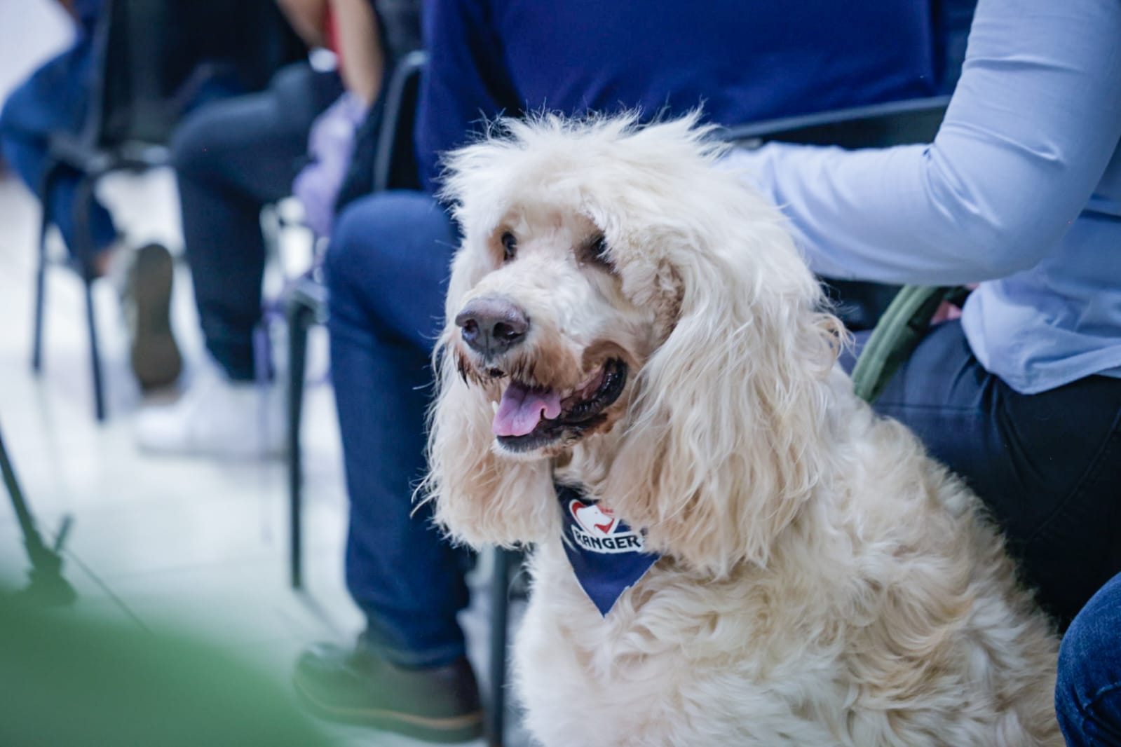 Perros también podrán participar en la carrera de Cruz Roja Todo México Salvando Vidas