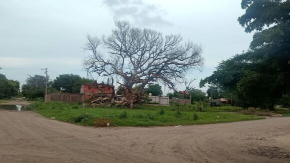 Advierten sobre hongo que amenaza a grandes árboles en Guasave, Sinaloa; ya cobró la vida de “El Arbolón”
