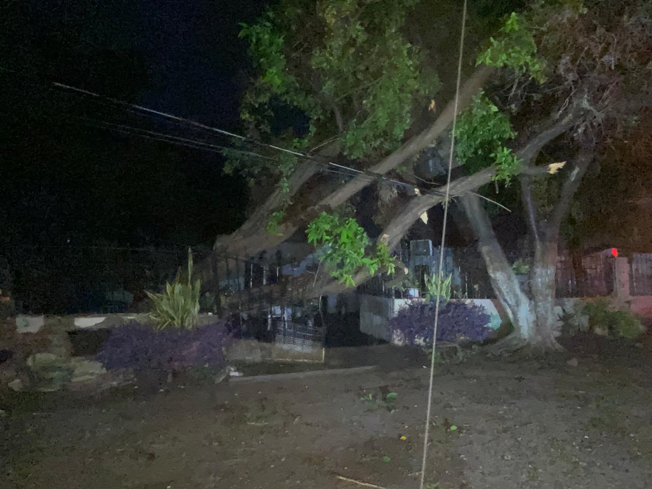 Árbol caído por lluvias en Culiacán