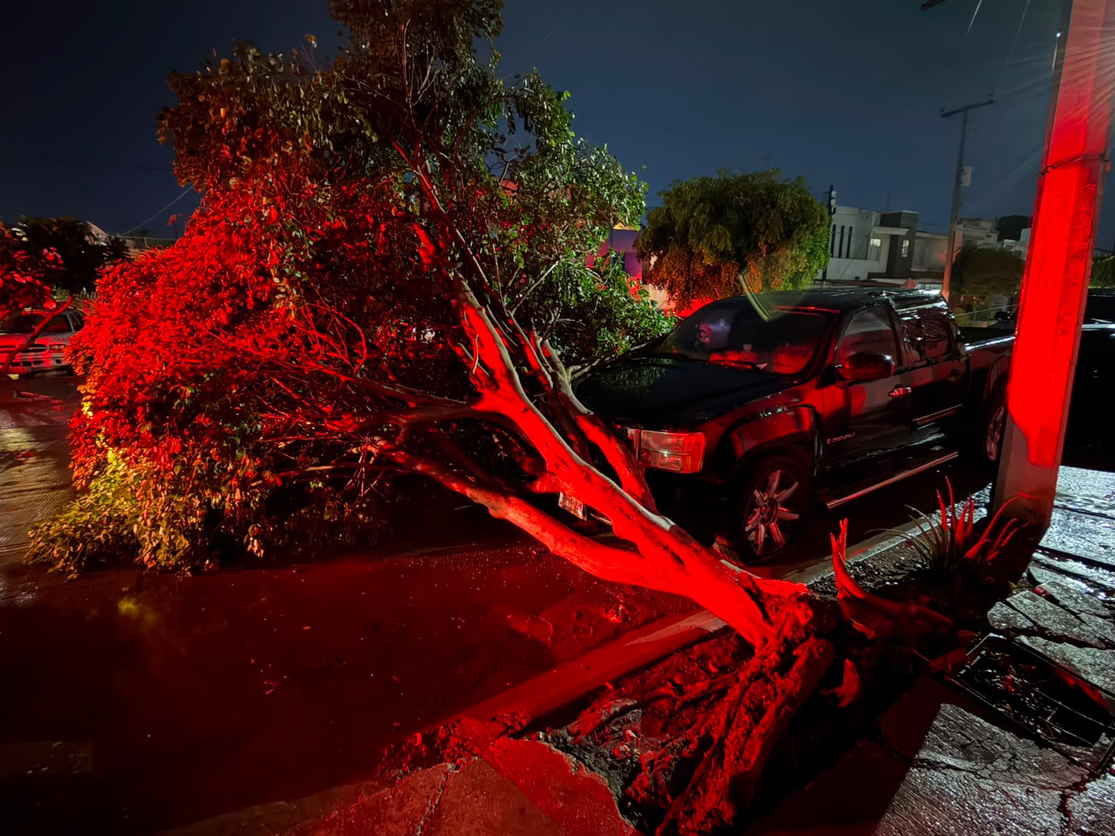Árbol caído por lluvias en Culiacán