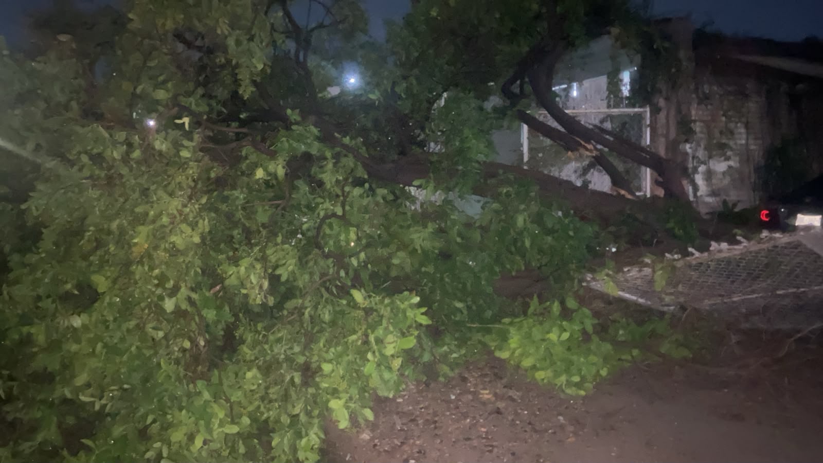 Árbol caído por lluvias en Culiacán