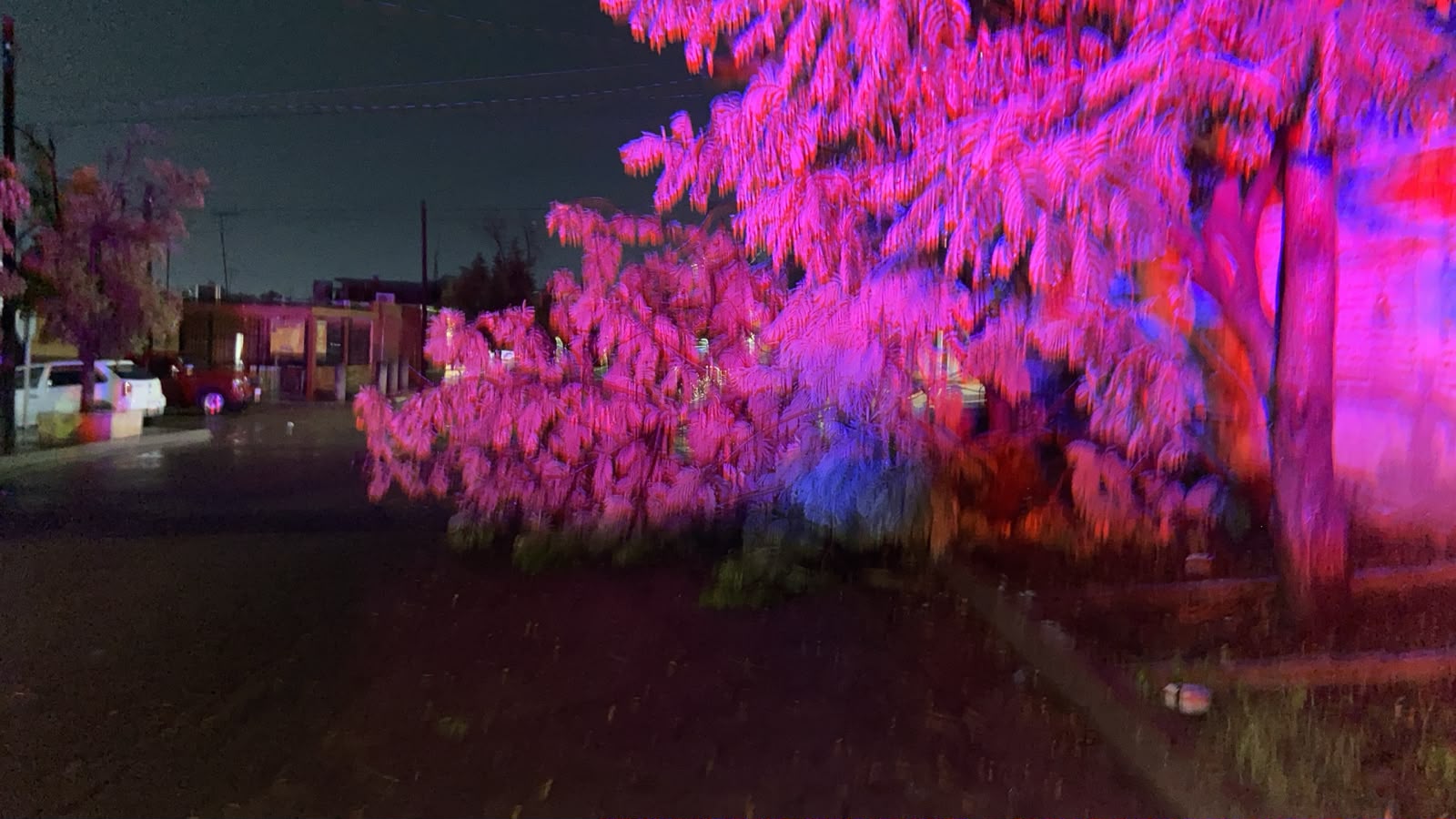 Árbol caído por lluvias en Culiacán