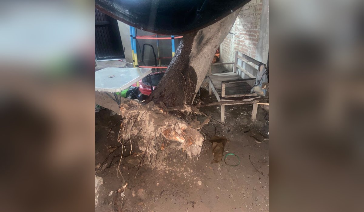 Árbol caído tras lluvias en Culiacán