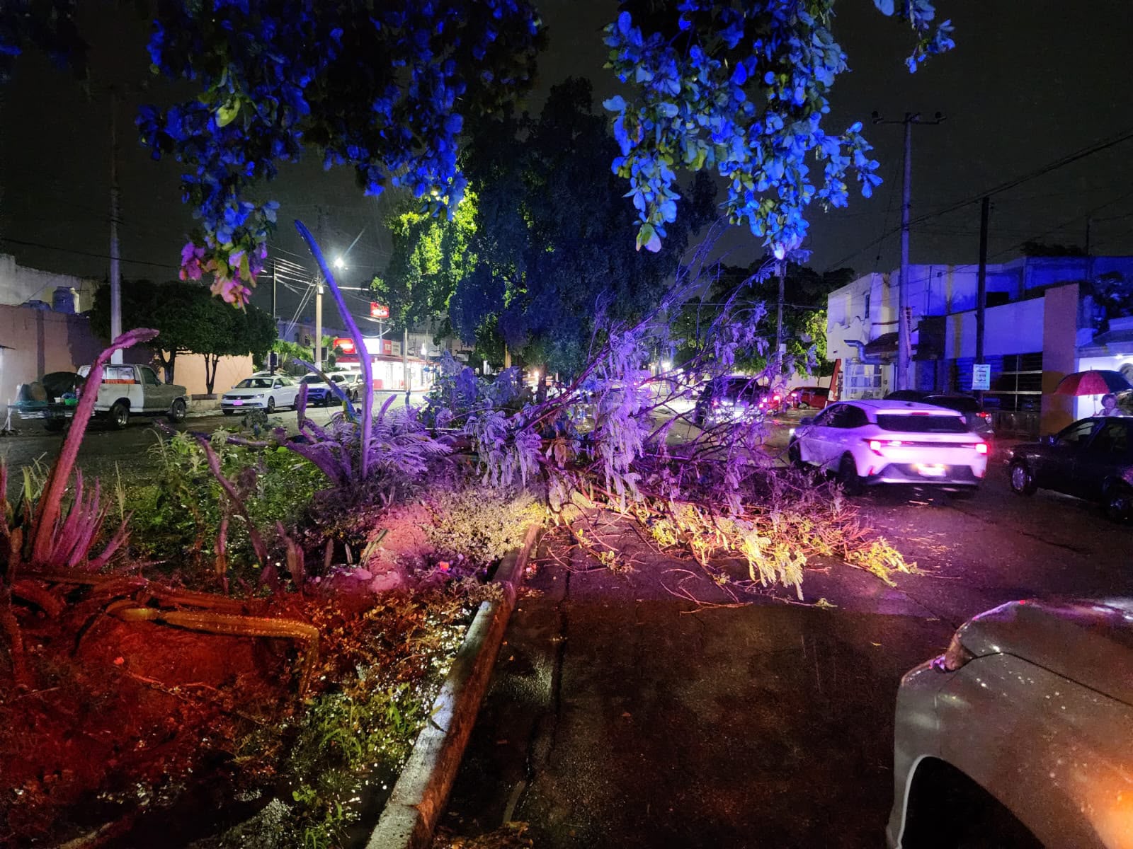 Árboles caídos tras la lluvia en Culiacán