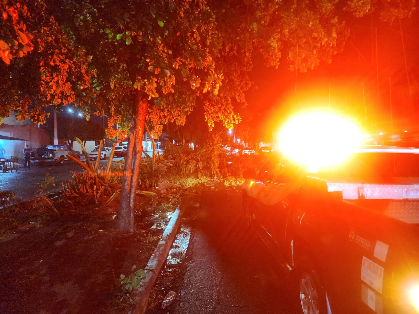 Árboles caídos tras la lluvia en Culiacán