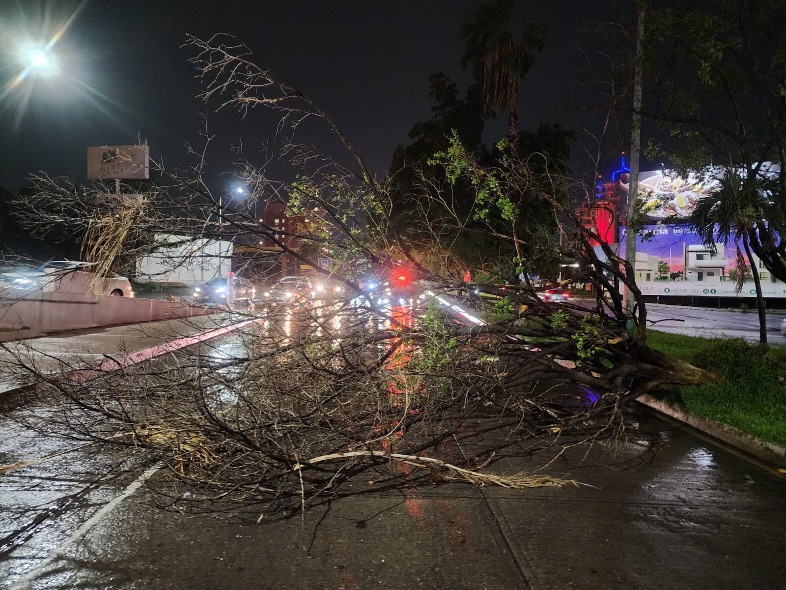 Árboles caídos tras la lluvia en Culiacán