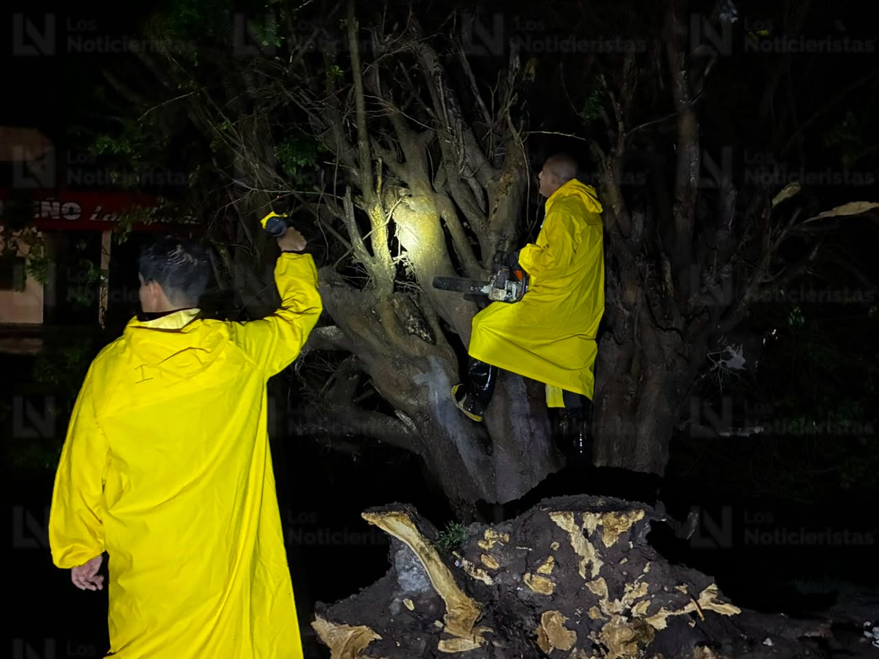 Árboles caídos tras lluvia en Los Mochis