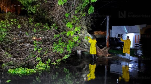 Rachas de viento provocan caída de árboles y el corte de la energía eléctrica en varios sectores de Los Mochis, Sinaloa