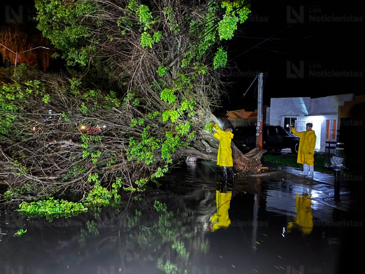 Árboles caídos tras lluvia en Los Mochis