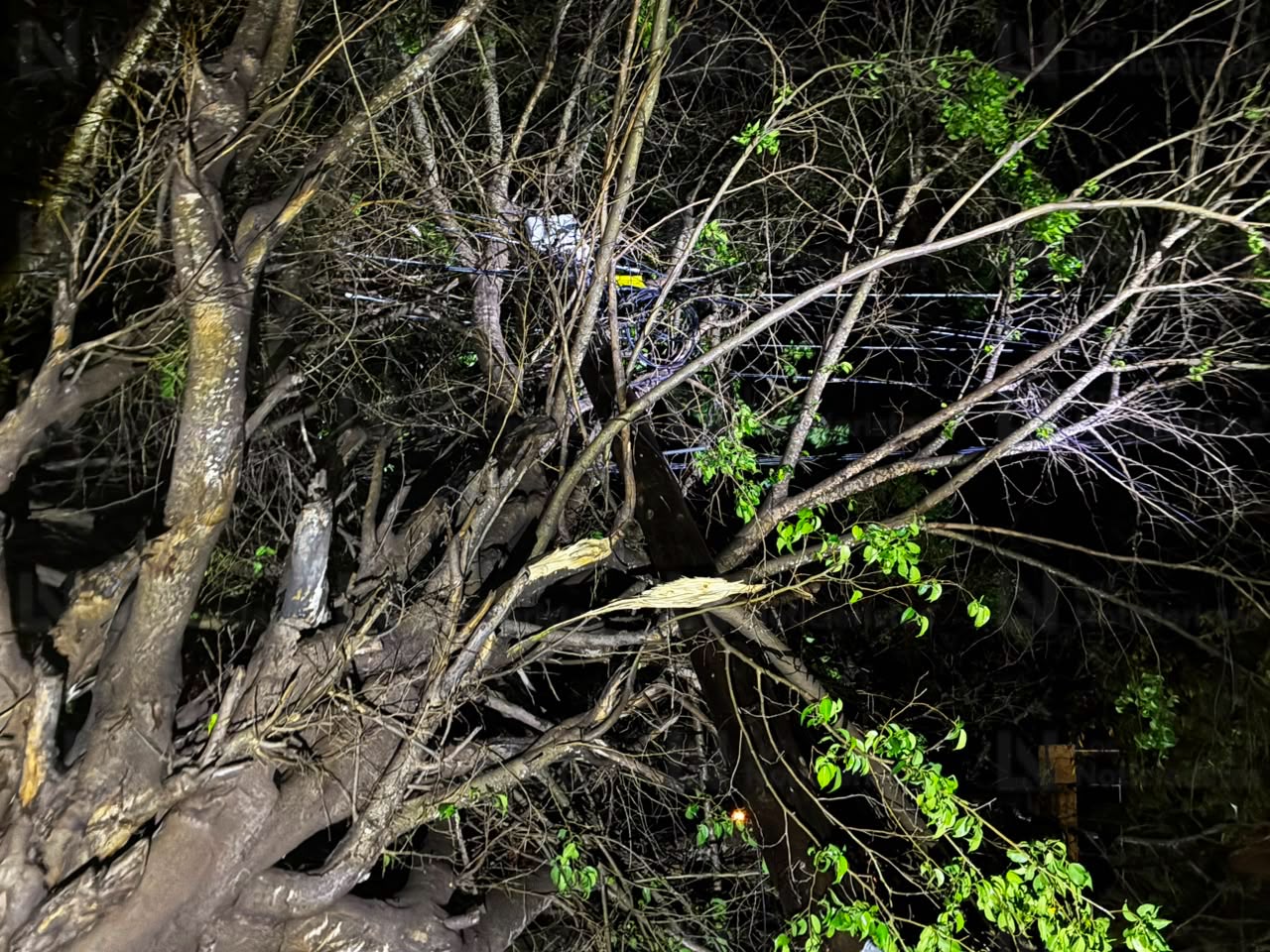 Árboles caídos tras lluvia en Los Mochis