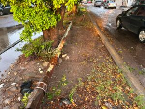 Árboles caídos tras lluvias en Culiacán