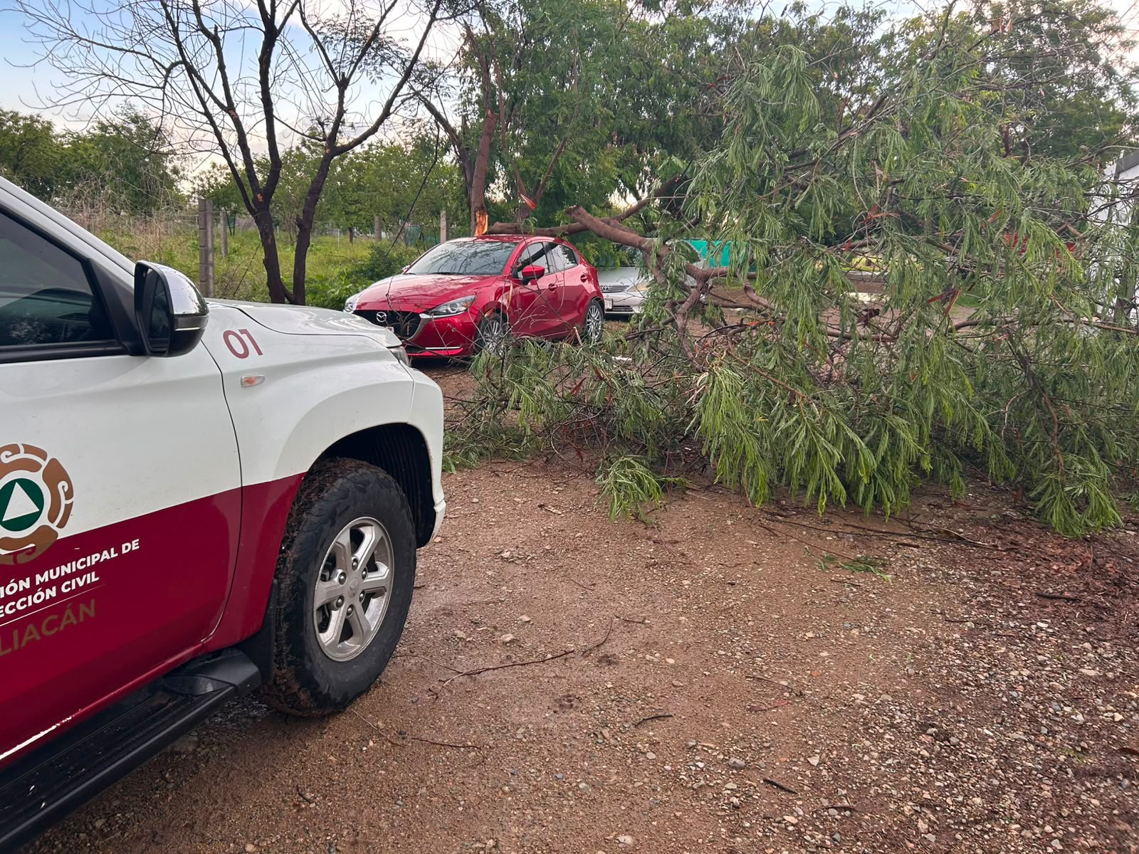 Árboles caídos tras lluvias en Culiacán