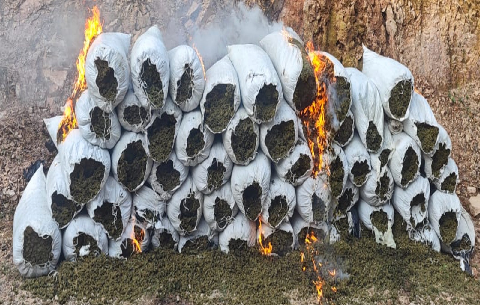 Asegura el Ejército Mexicano cargamento de 3.9 mdp en marihuana en El Rosario