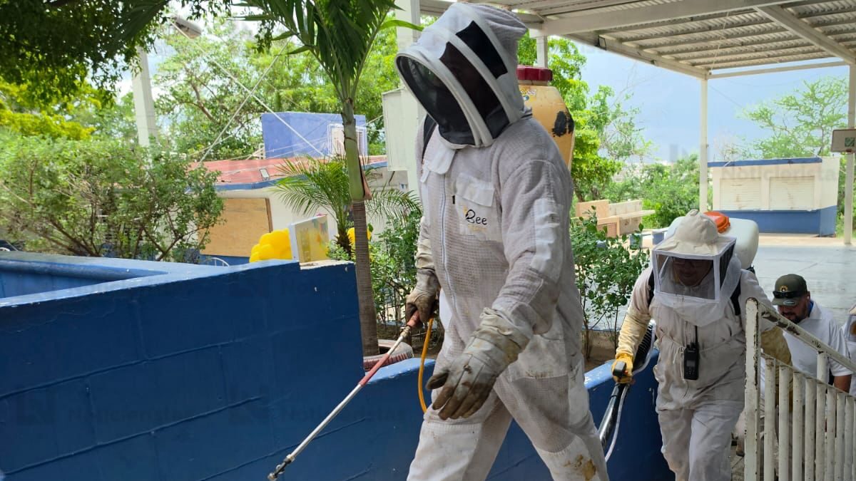 ataque de abejas a alumnos de primaria en culiacan mas