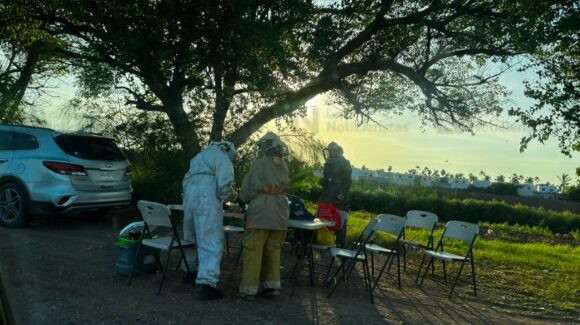 Enjambre de abejas ataca a familia en Los Álamos, en Los Mochis, Sinaloa; hay un lesionado