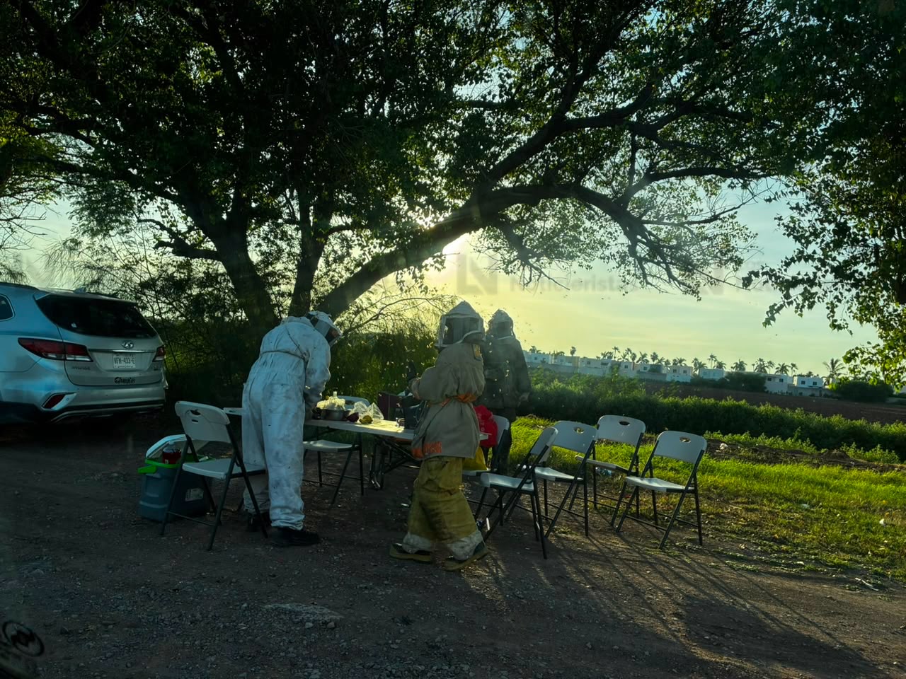 Ataque de abejas en Los Álamos de Los Mochis