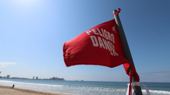 Aparece cocodrilo nuevamente en Mazatlán, Sinaloa, pero ahora en Playa Norte; activan vigilancia para proteger a bañistas