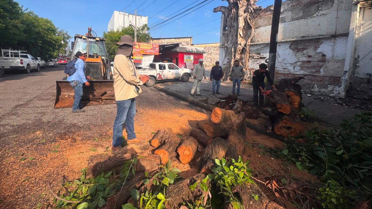 basura por lluvias en culiacan arboles