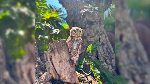 De un recorrido a un rescate; visitar el Gran Acuario de Mazatlán, Sinaloa también ayuda a salvar fauna silvestre