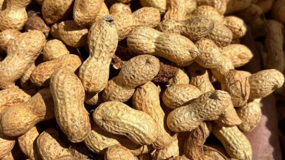 Lluvias favorecen el cultivo de cacahuate en Mocorito, Sinaloa