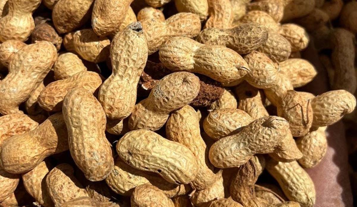 Cacahuate