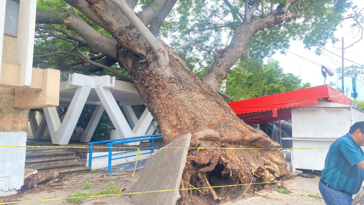 caida de arboles cortes de energia y cierre vial en guasave