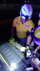 Cocodrilo bebé en Mazatlán