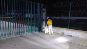 Cocodrilo bebé en Mazatlán