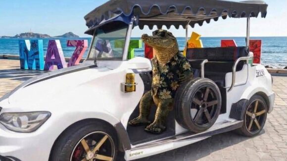 ¡Corrido pal’ cocodrilo! El reptil que cerró las playas de Mazatlán, Sinaloa ya tiene canción viral