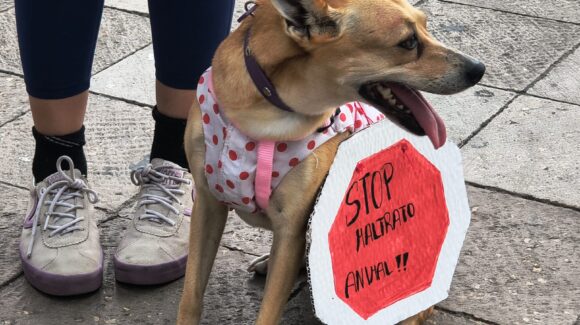 Continúan las protestas: animalistas marchan en Mazatlán, Sinaloa, y acusan falta de seriedad de autoridades
