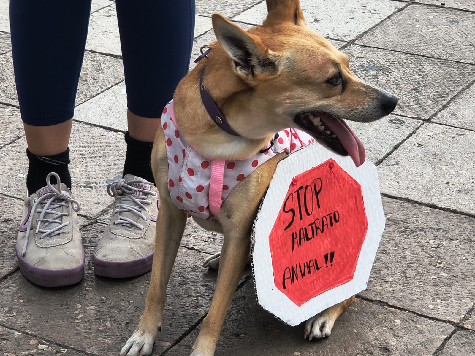 Defensores de animales marchan en Mazatlán
