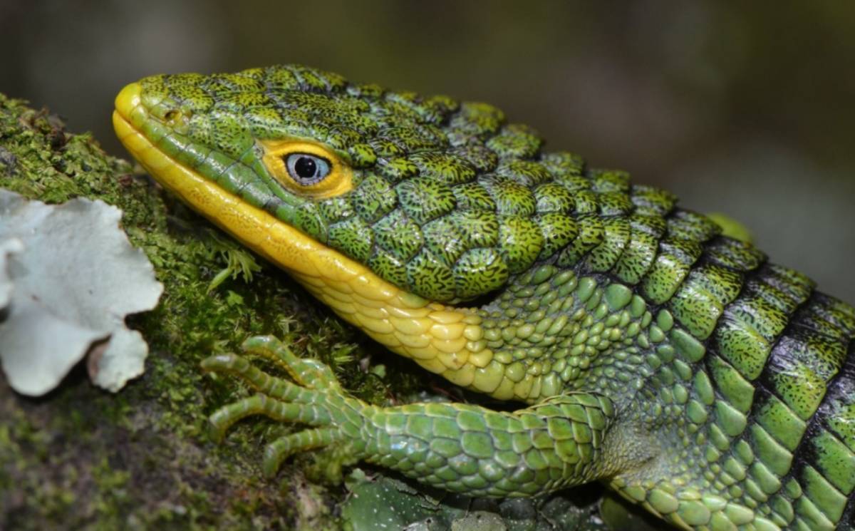especie abronia graminea, conocida como “dragoncito del sur de la Sierra Madre Oriental