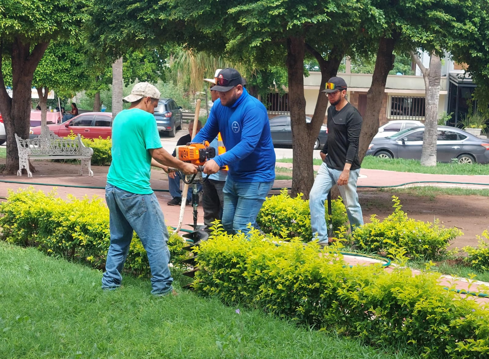 Embellecimiento de jardines y plantación de árboles en Salvador Alvarado