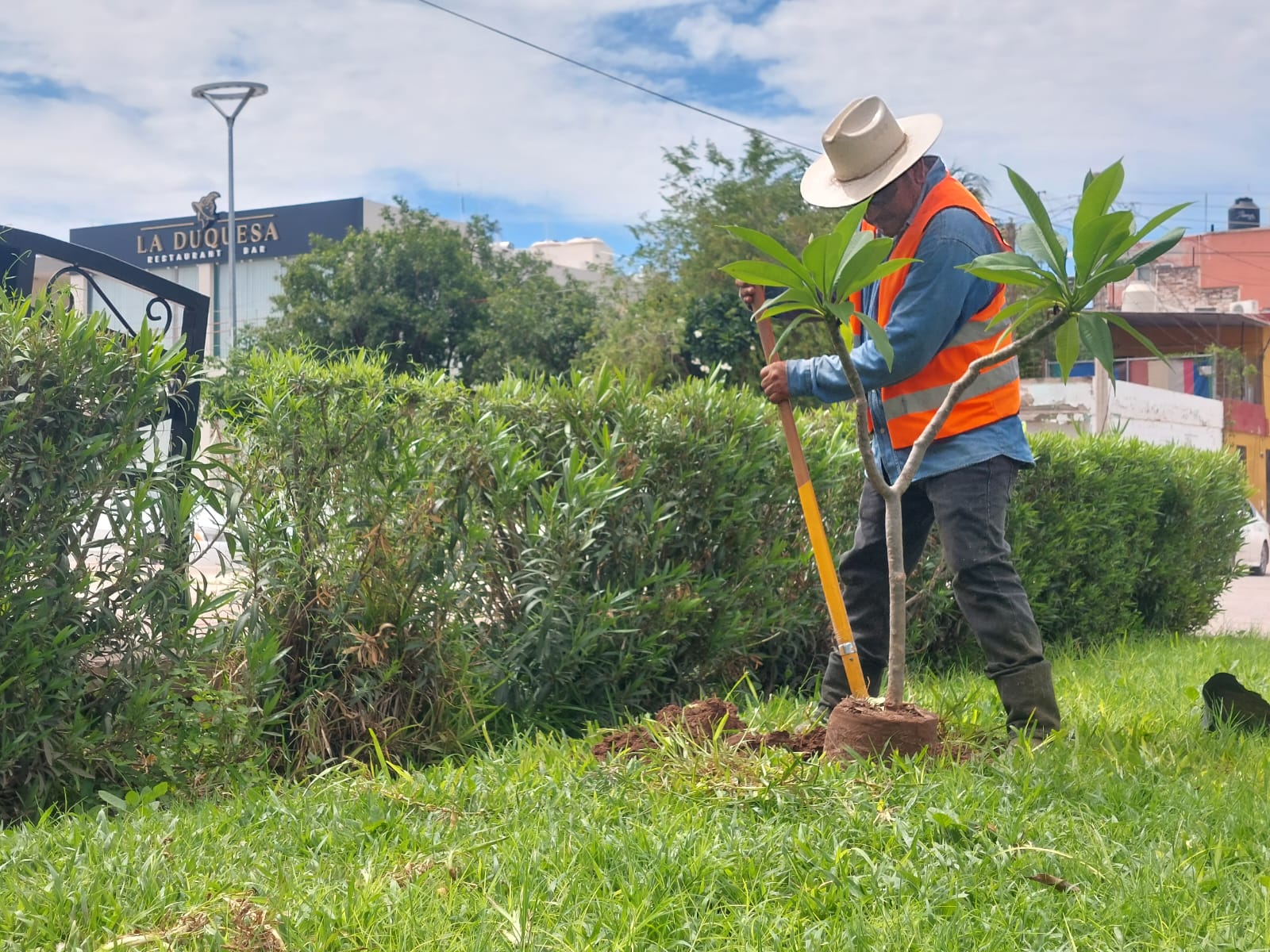 Embellecimiento de jardines y plantación de árboles en Salvador Alvarado