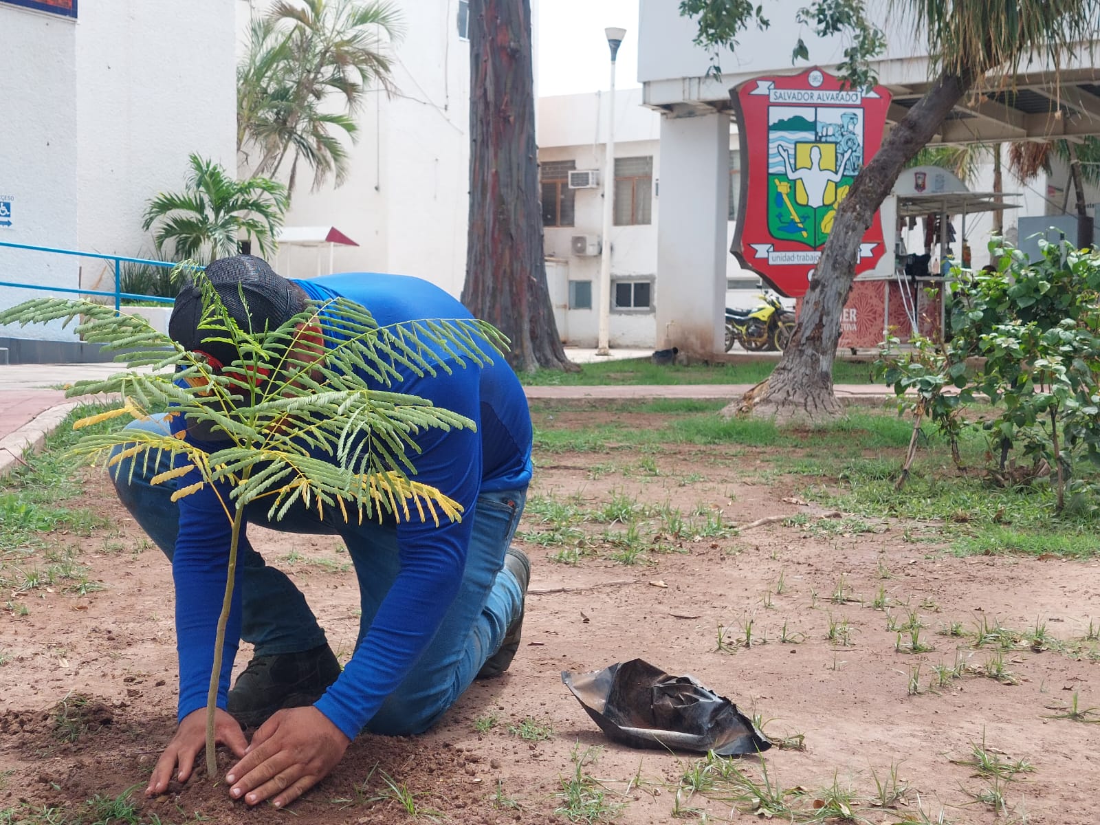 Embellecimiento de jardines y plantación de árboles en Salvador Alvarado