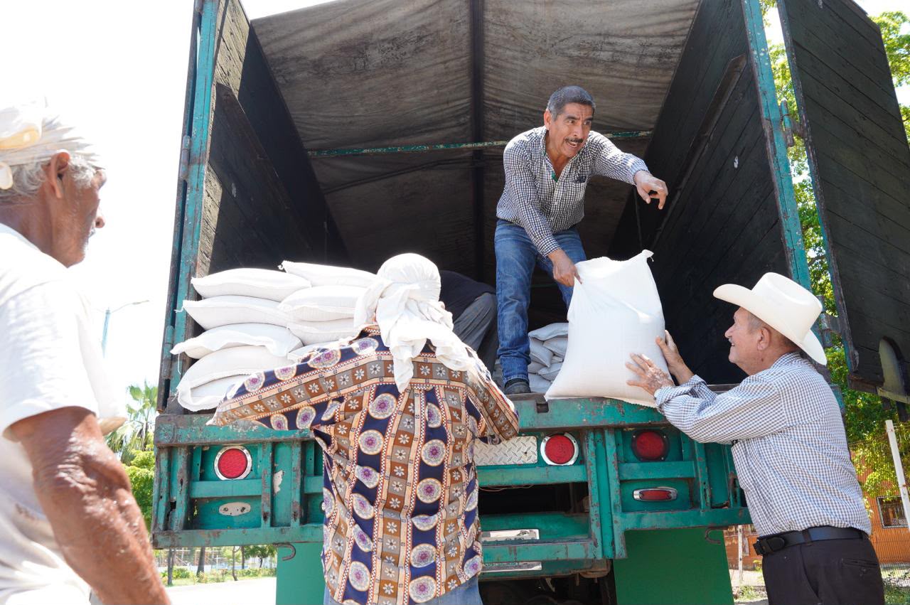 Entregan semillas de sorgo gavatero a productores de Mazatlán