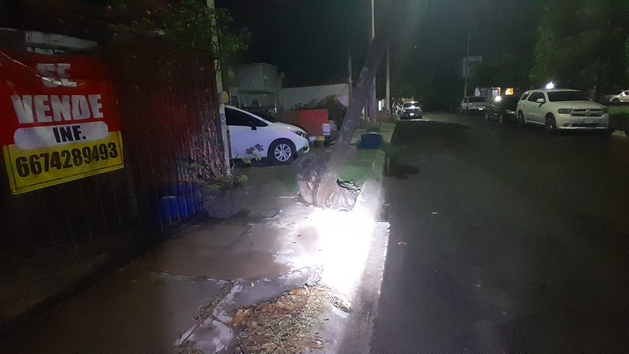 Árbol caído tras fuerte lluvia